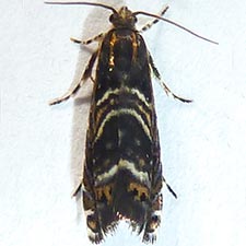 Thaumatographa youngiella