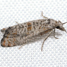 Cochylis carmelana