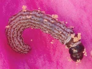 Chionodes hibiscella