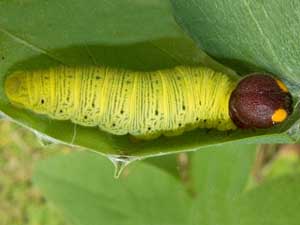 Epargyreus clarus