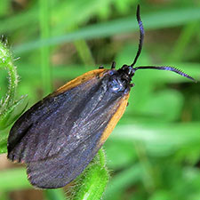 Pyromorpha dimidiata
