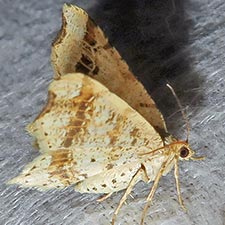 Macaria aemulataria