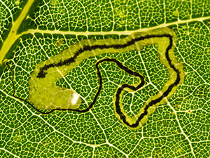 Stigmella saginella
