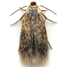 Stigmella saginella