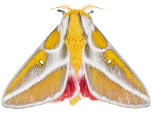 Syssphinx albolineata