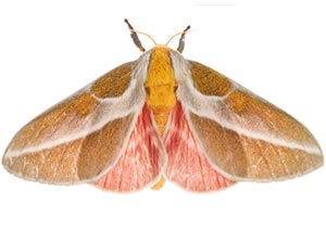 Syssphinx albolineata