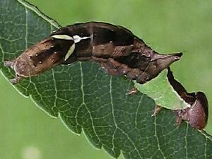 Coelodasys unicornis