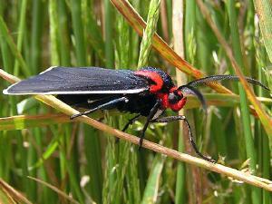 Ctenucha multifaria