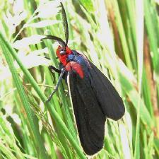 Ctenucha multifaria