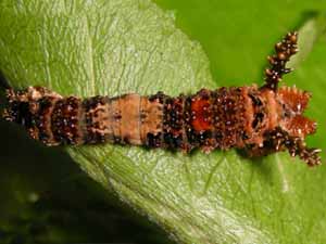 Limenitis arthemis