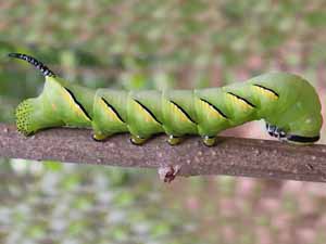 Sphinx kalmiae