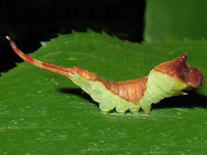 Furcula borealis