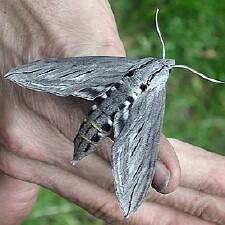 Sphinx chersis