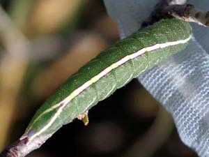 Macrurocampa ruficornis