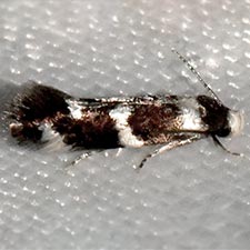 Elachista albicapitella