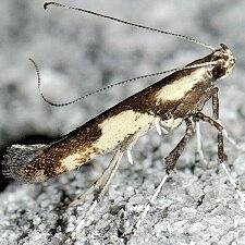 Caloptilia blandella