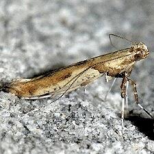 Caloptilia negundella