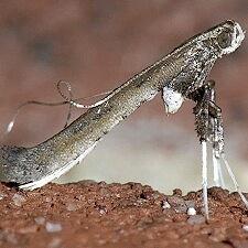 Caloptilia rhoifoliella