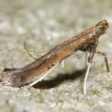 Caloptilia rhoifoliella