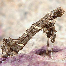 Caloptilia triadicae