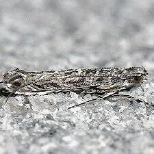 Neurobathra strigifinitella