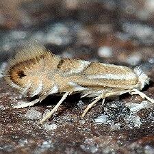 Phyllonorycter olivaeformis