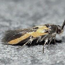 Euclemensia bassettella