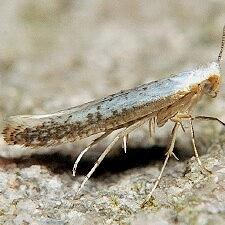 Argyresthia subreticulata