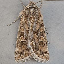 Sympistis augustus