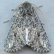 Scotogramma yakima