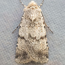 Euxoa annulipes