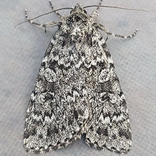 Xestia speciosa