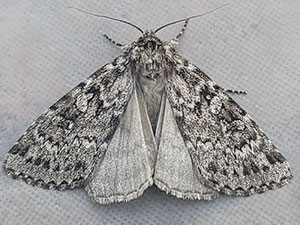 Xestia speciosa
