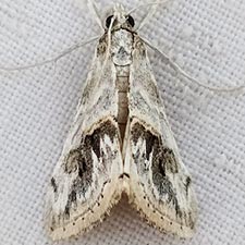 Evergestis nolentis