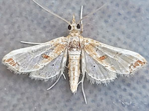 Neoleucinodes torvis