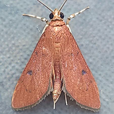 Sathria rufescens