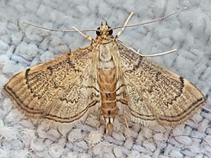 Salbia mizaralis