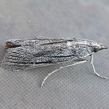 Cahela ponderosella