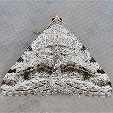 Digrammia pictipennata