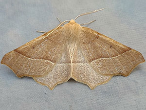 Tetracis barnesii