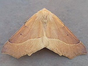 Tetracis barnesii