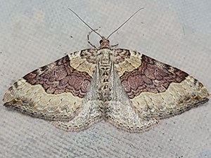 Xanthorhoe alticolata