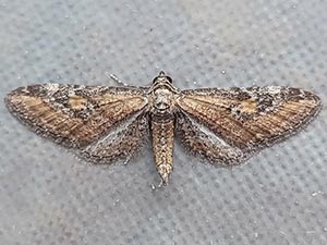 Eupithecia biedermanata