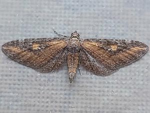 Eupithecia biedermanata