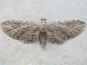 Eupithecia multistrigata