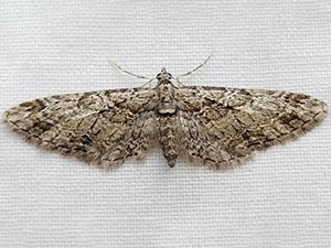 Eupithecia vitreotata