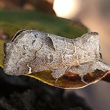 Clostera paraphora