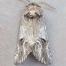 Ursia furtiva