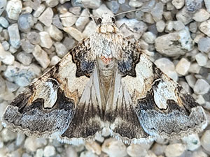 Drasteria fumosa