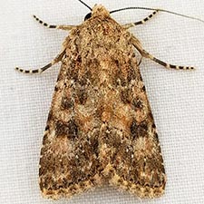 Aseptis catalina